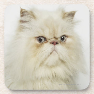 Portrait of a Persian cat Coaster