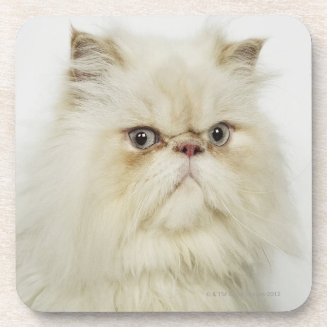 Portrait of a Persian cat Coaster (Front)