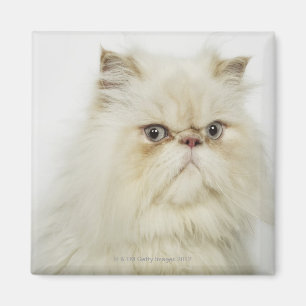 Portrait of a Persian cat Magnet