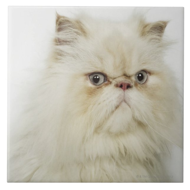 Portrait of a Persian cat Tile (Front)