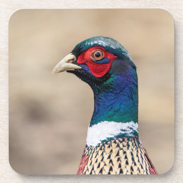 Portrait of a pheasant coaster (Front)