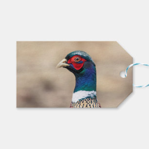 Portrait of a pheasant gift tags
