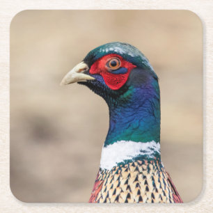 Portrait of a pheasant square paper coaster