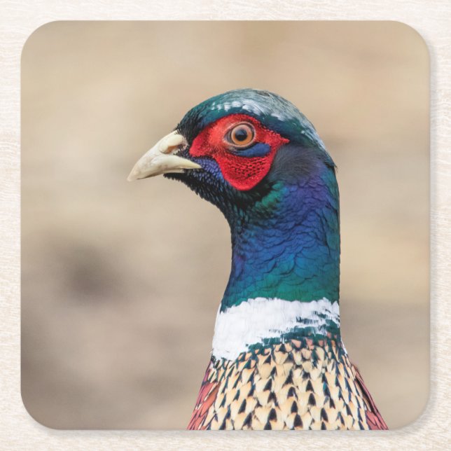 Portrait of a pheasant square paper coaster (Front)