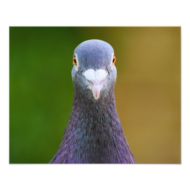 Portrait Of A Pigeon  Photo Print (Front)