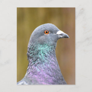 Portrait Of A Pigeon Postcard