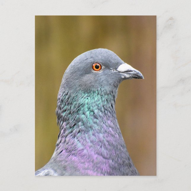 Portrait Of A Pigeon  Postcard (Front)