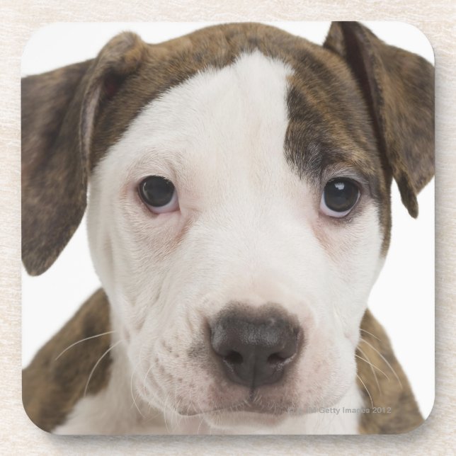 Portrait of a pitbull puppy coaster (Front)