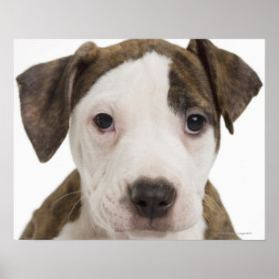 Portrait of a pitbull puppy poster