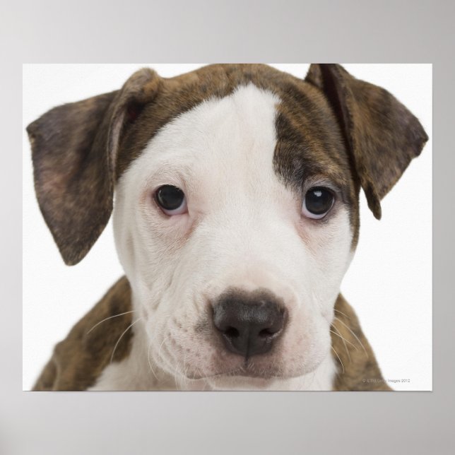 Portrait of a pitbull puppy poster (Front)