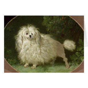 Portrait of a Poodle