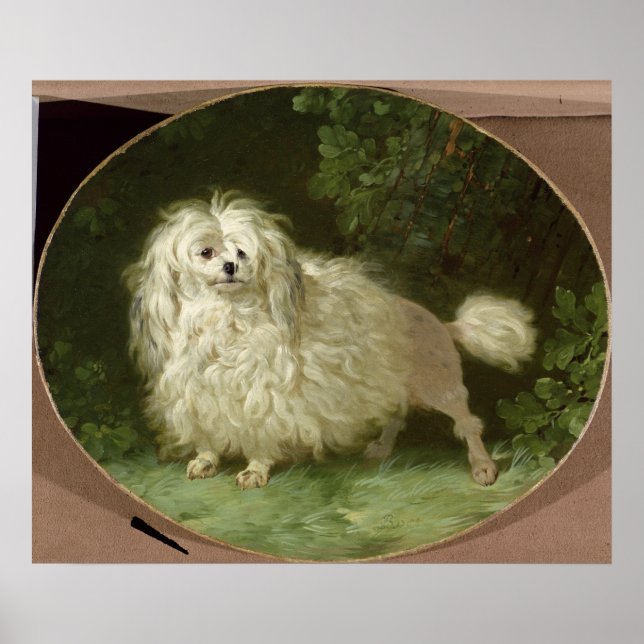 Portrait of a Poodle Poster (Front)