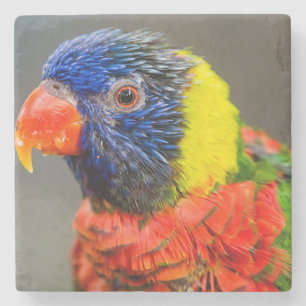 Portrait of a Rainbow Lorikeet Stone Coaster