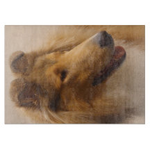 Portrait of a Rough Sable Collie