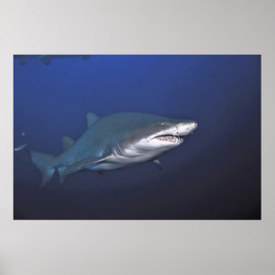 Portrait of a Sand Tiger Poster