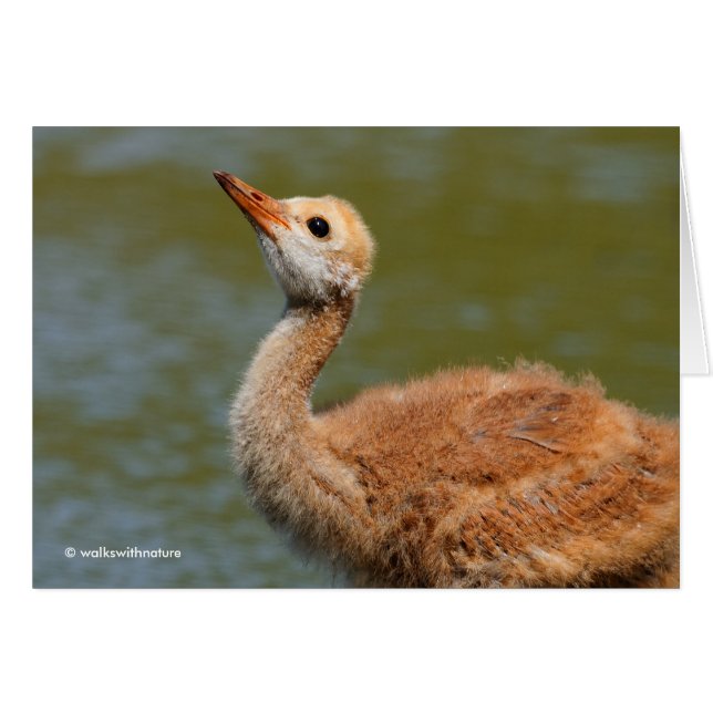 Portrait of a Sandhill Crane Colt (Front Horizontal)
