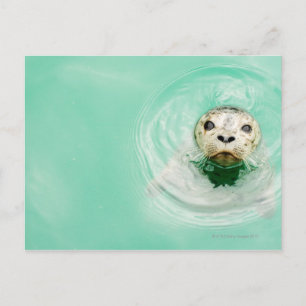 Portrait of a seal in water postcard