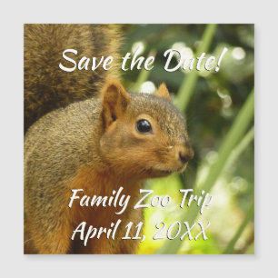 Portrait of a Squirrel Nature Animal Photography