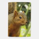 Portrait of a Squirrel Nature Animal Photography