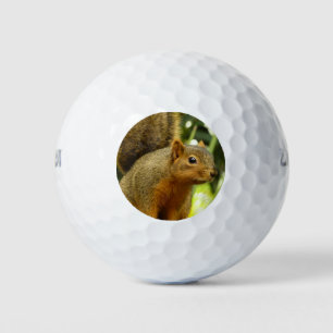 Portrait of a Squirrel Nature Animal Photography Golf Balls