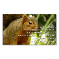 Portrait of a Squirrel Nature Animal Photography