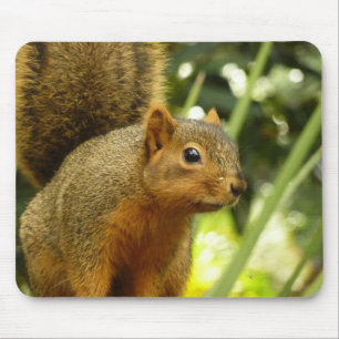 Portrait of a Squirrel Nature Animal Photography Mouse Pad