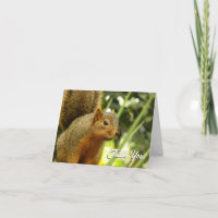 Portrait of a Squirrel Nature Animal Photography