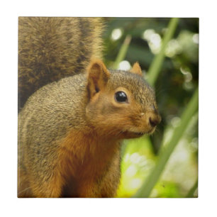 Portrait of a Squirrel Nature Animal Photography Tile