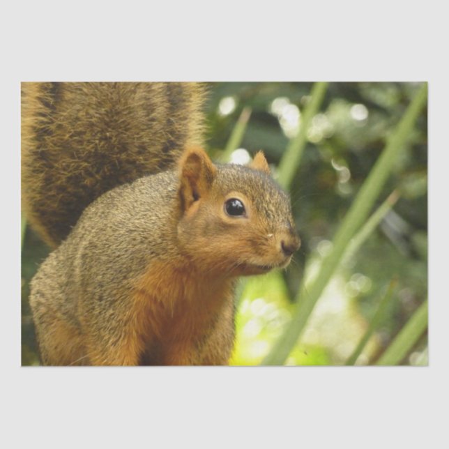 Portrait of a Squirrel Nature Animal Photography Tissue Paper (Front)