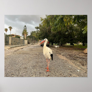 Portrait of a Stork Poster