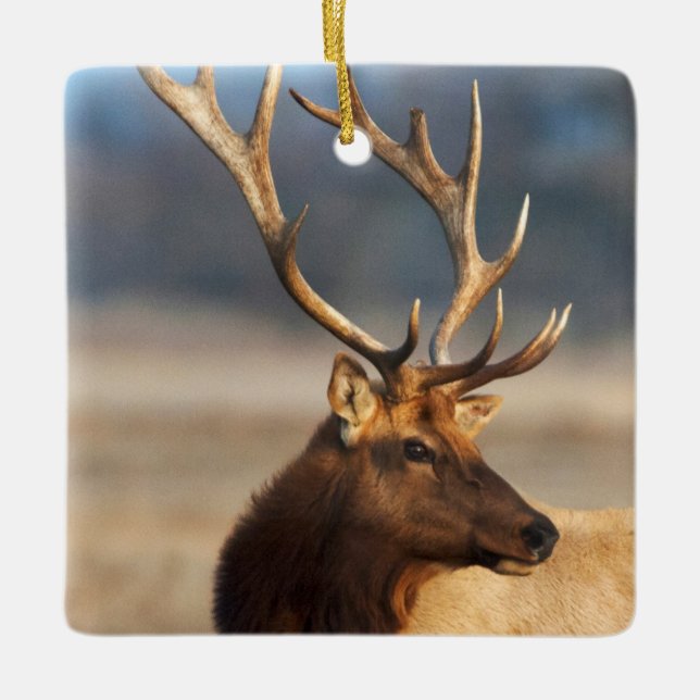 Portrait of a stunning bull elk ceramic ornament (Front)