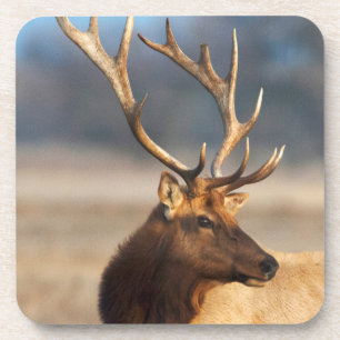 Portrait of a stunning bull elk coaster