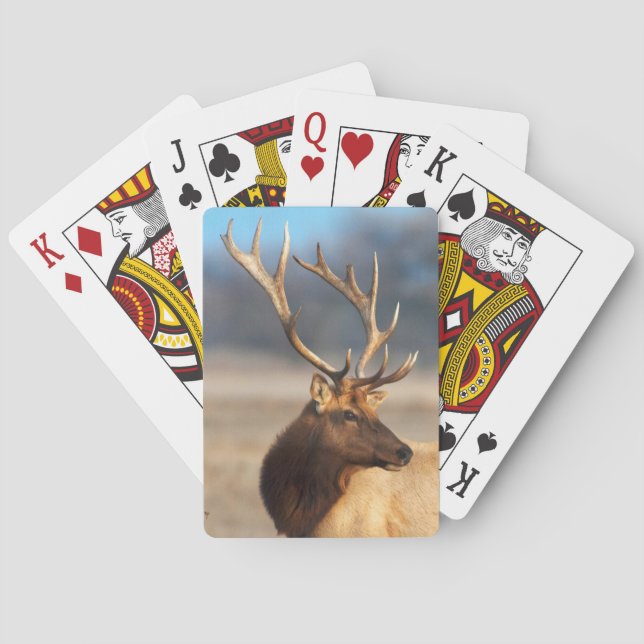 Portrait of a stunning bull elk playing cards (Back)