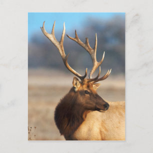 Portrait of a stunning bull elk postcard