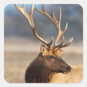 Portrait of a stunning bull elk square sticker