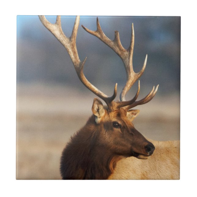 Portrait of a stunning bull elk tile (Front)
