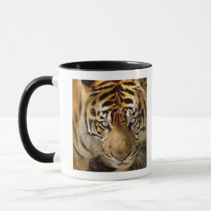 Portrait of a tiger mug