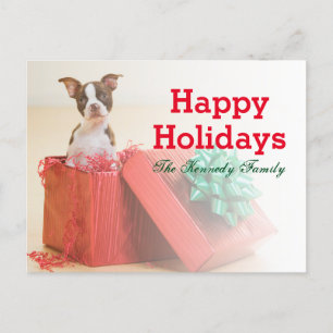 Portrait of a white and brown Boston Terrier Holiday Postcard