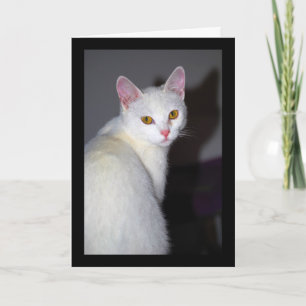 Portrait of a White Cat Card