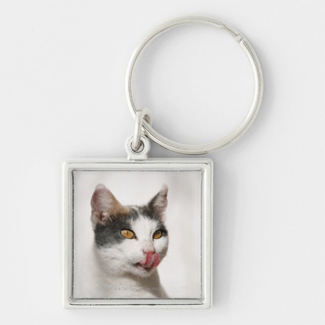 Portrait of a white cat licking key ring (Front)