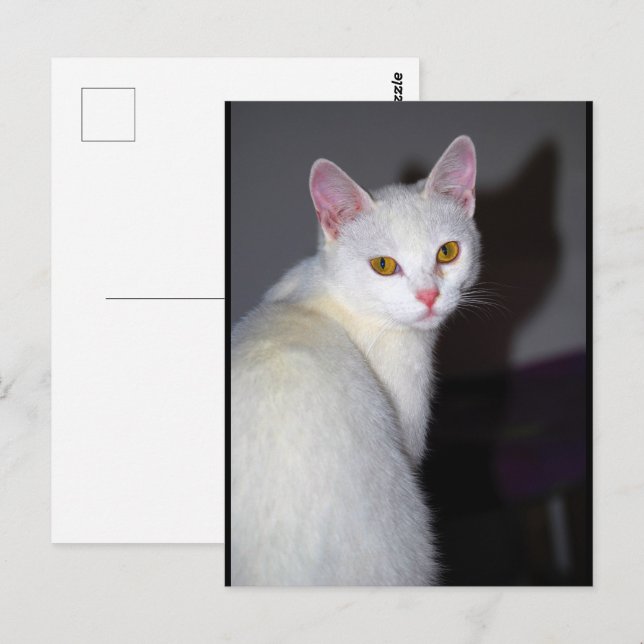 Portrait of a White Cat Postcard (Front/Back)