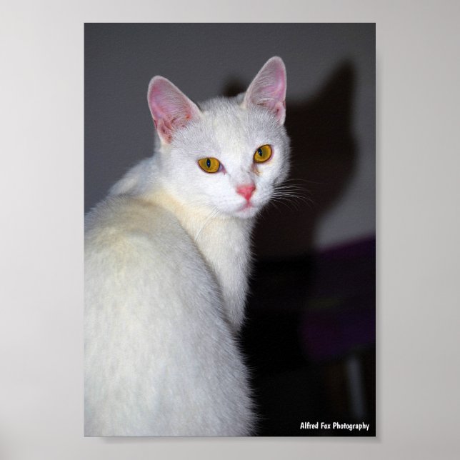 Portrait of a White Cat Poster (Front)