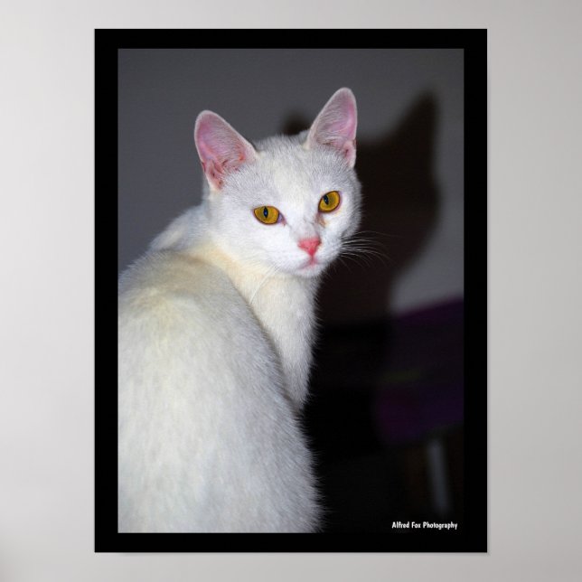 Portrait of a White Cat Poster (Front)