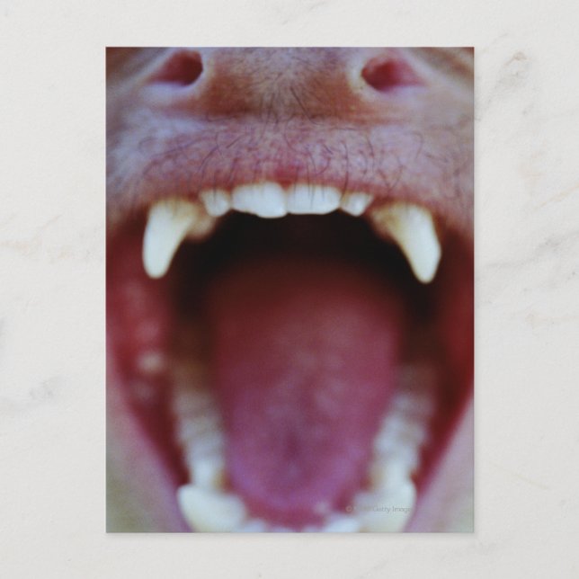 Portrait of a White-Throated Capuchin Monkey Postcard (Front)