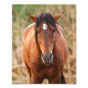 Portrait of a Wild Mustang Photo Print