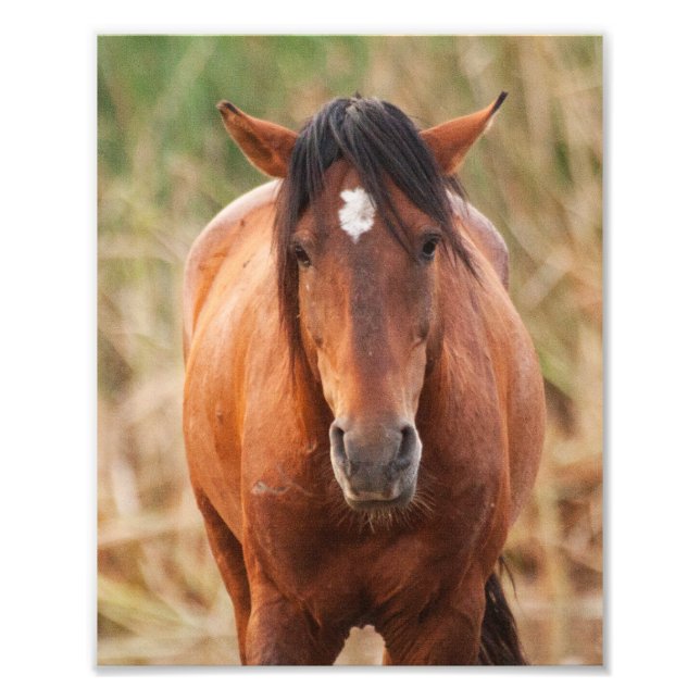 Portrait of a Wild Mustang Photo Print (Front)
