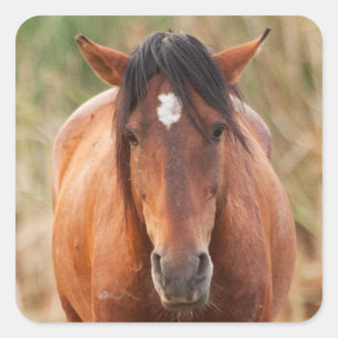 Portrait of a Wild Mustang Square Sticker