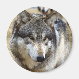 Portrait of A Wolf Magnet