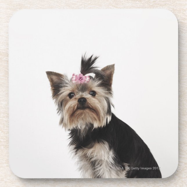 Portrait of a Yorkshire Terrier dog Coaster (Front)