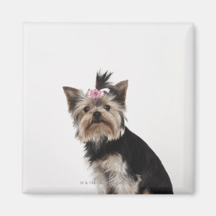 Portrait of a Yorkshire Terrier dog Magnet
